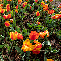 Tulips